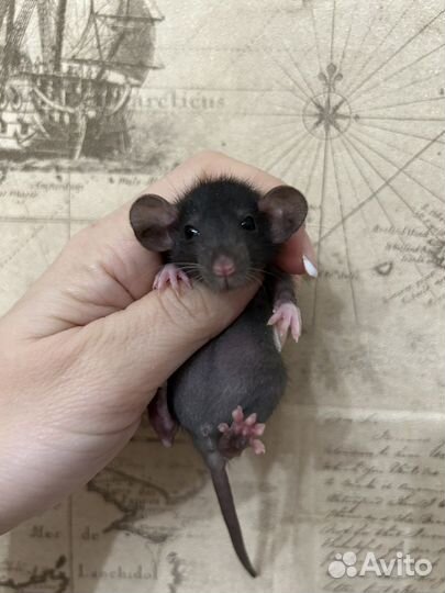 Ручные Крысята Дамбо.Доставка