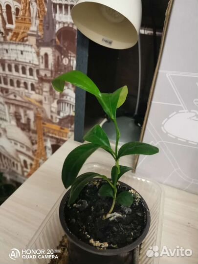 Лимонное дерево