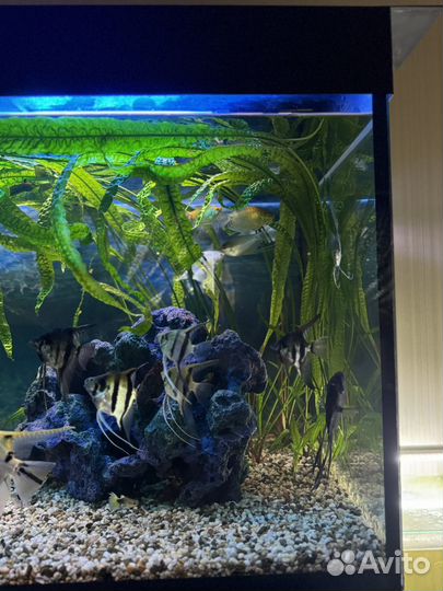 Криптокорина апоногетонолистная