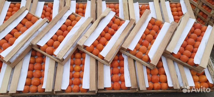 Овощи и фрукты оптом