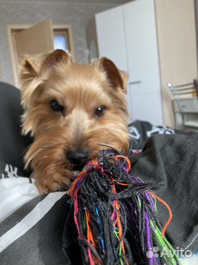 Йоркширский терьер вязка