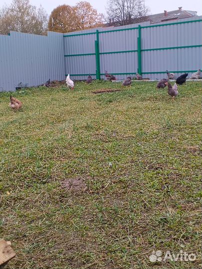 Петухи домашние