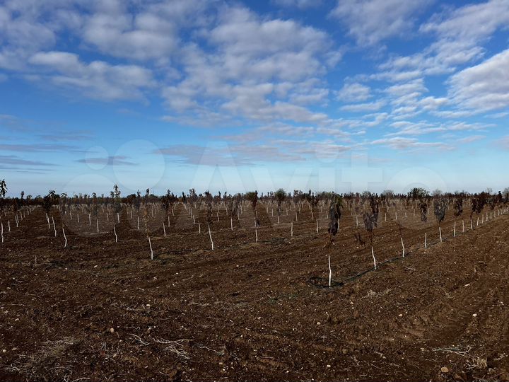 Участок 4 га (СНТ, ДНП)