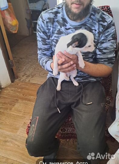 Щенки чихуахуа