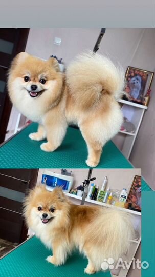 Стрижка собак, кошек