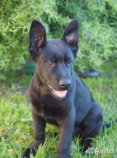 Щенок немецкой овчарки рабочего разведения