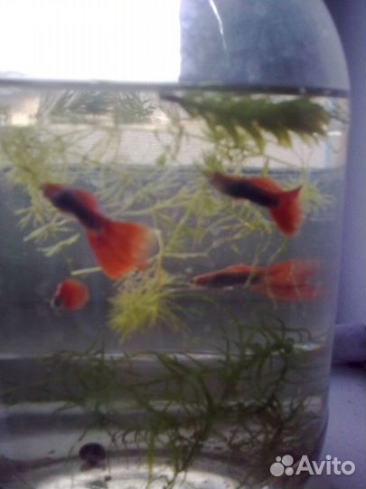 Рыбки гуппи