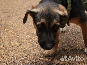 Щеночек в дар