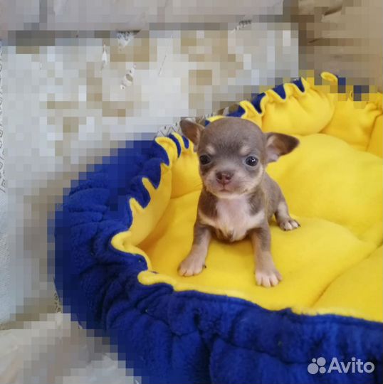Щенки чихуахуа