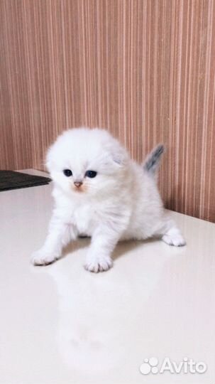 Вислоухие котята шиншилки