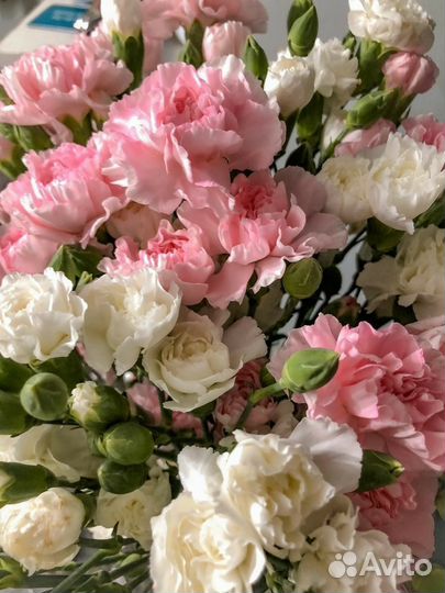 Диантус (Гвоздика)