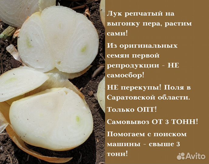 Лук на выгонку Штутгарт оптом от 3 тонн