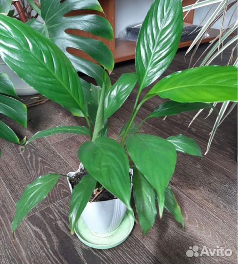 Спатифиллум