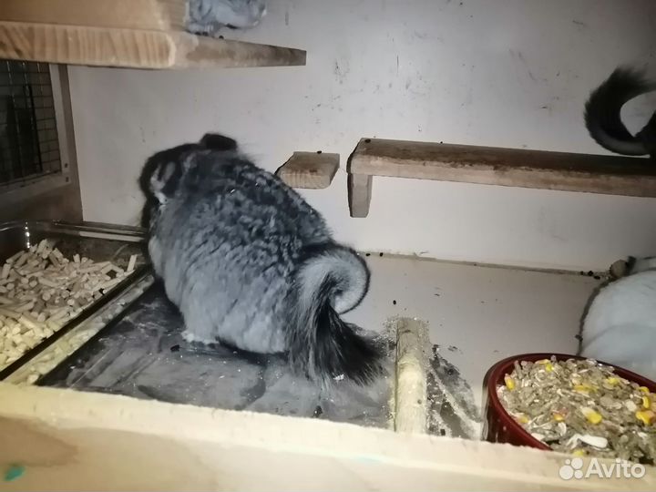 Королевская ангора