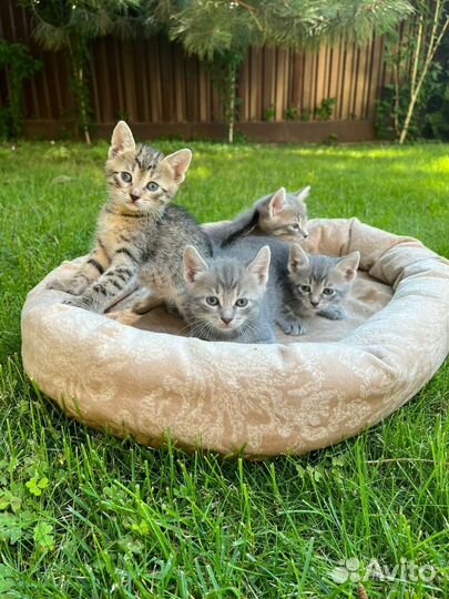 Домашние котята (мальчики) в добрые руки