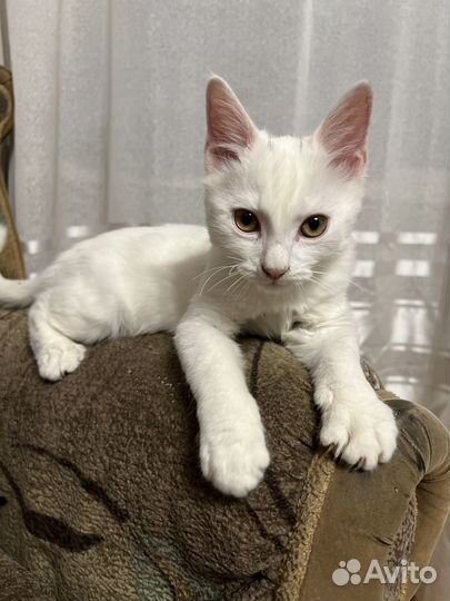 Милые котята