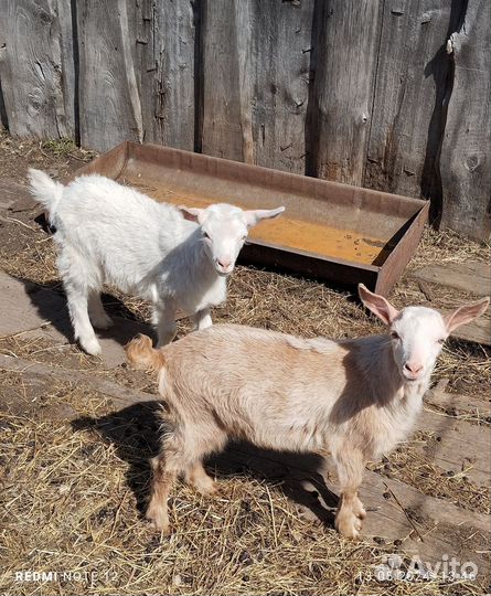 Козы козлята