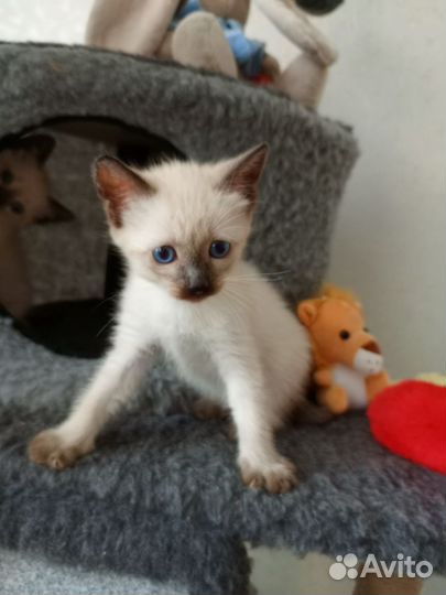 Сиамские котята