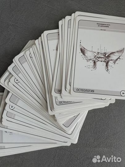 Карточки по остеологии Сапин М.Р