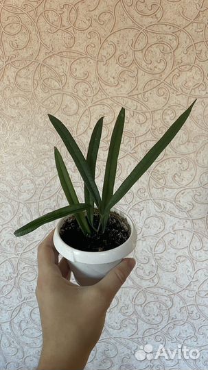 Фикусы Бенджамина