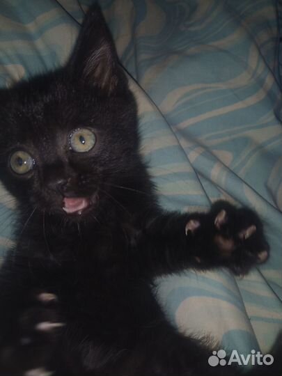 Шотландский котенок