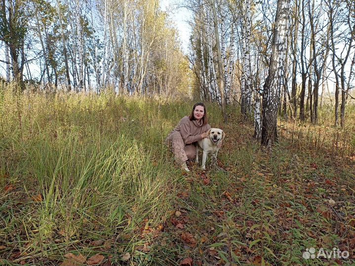 Лабрадор для фотосессии