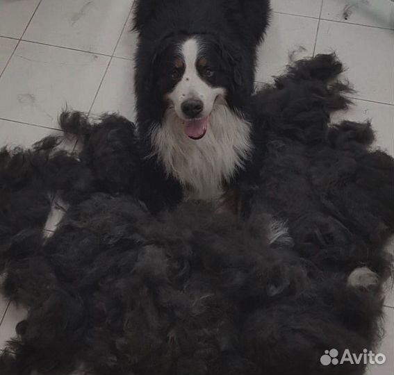 Груминг (выезд на дом )