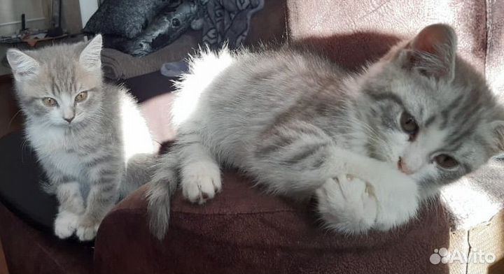 Отдам котят в хорошие руки