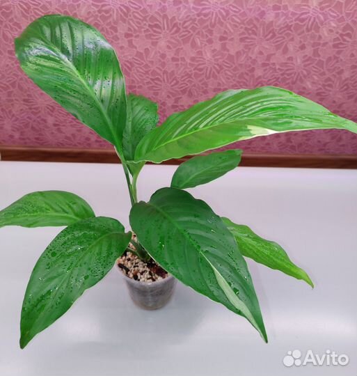 Спатифиллум 