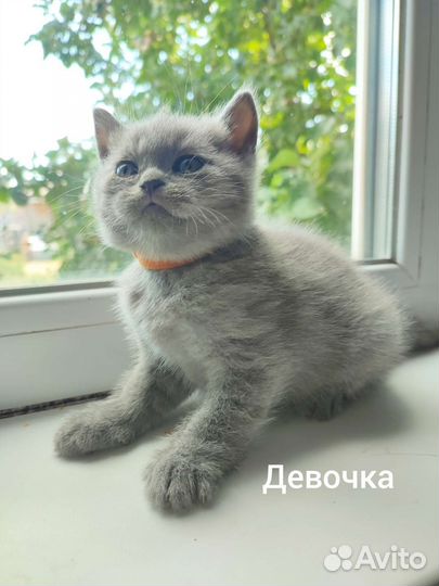 Британские котята