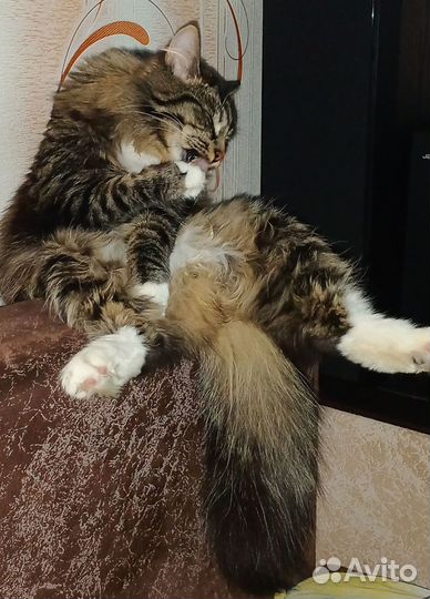 Передержка кошек и других животных