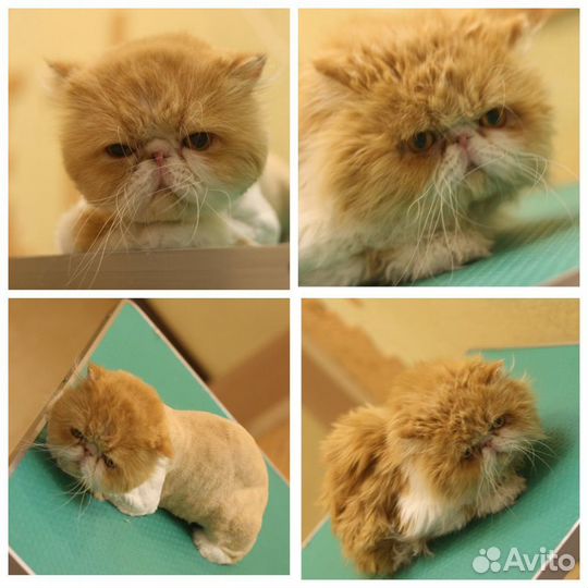 Стрижка кошек Кемерово