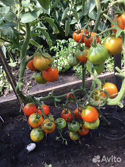 Семена очень редких урожайных томатов России и США