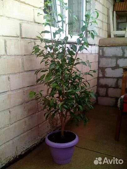 Фикус Бенджамина большой