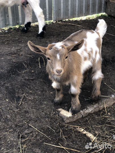 Козы и козлята камори, камерунские