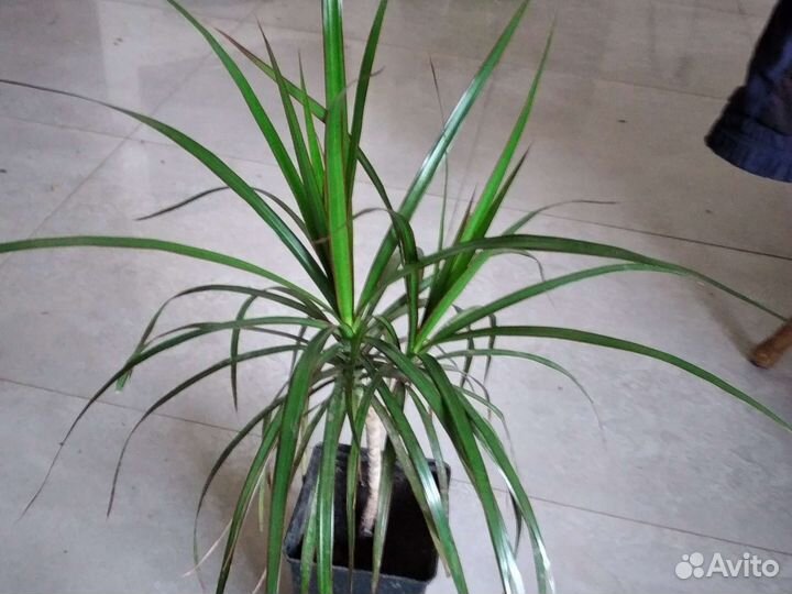 Пальма драцена,юкка
