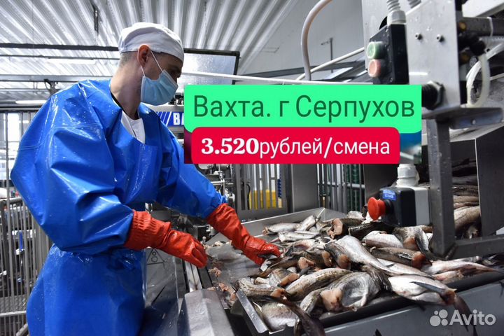 Рыбообработчик Вахтой