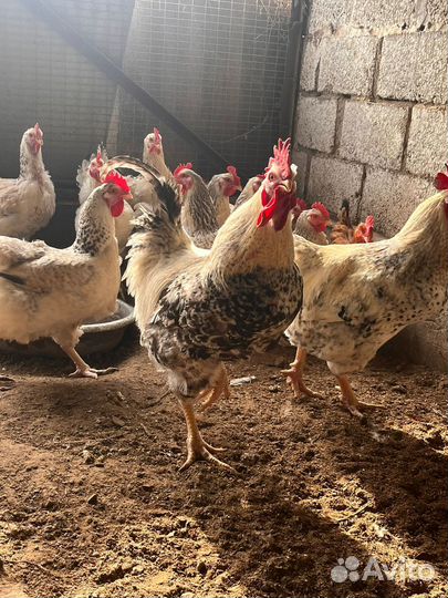 Яйца на инкубацию кур породы Мастер Грей