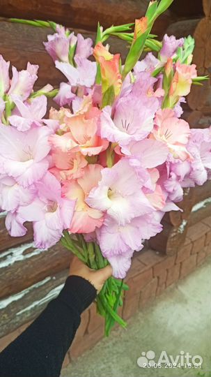 Гладиолусы