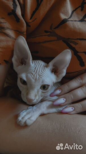 Канадский сфинкс