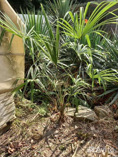 Пальма трахикарпус