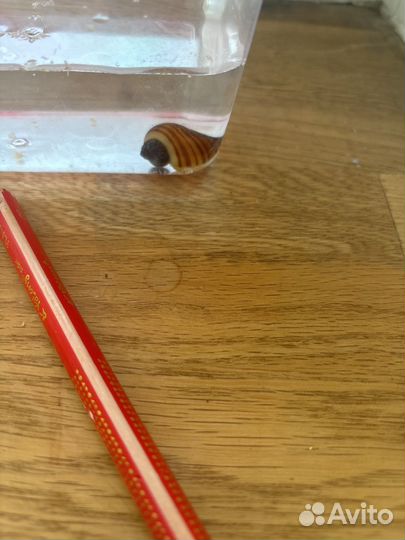 Улитка ампулярия