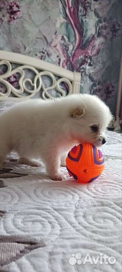 Щенки лапочки