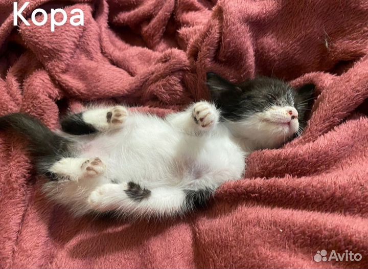 Котята в добрые руки