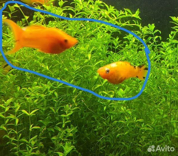 Бесплатно отдам Моллинезию