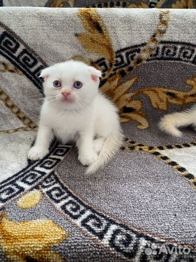 Шотландские котята