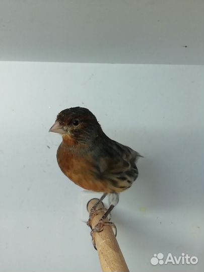 Кенари и канарейки