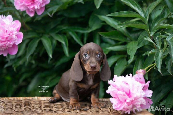 Мини и кроличьи щенки