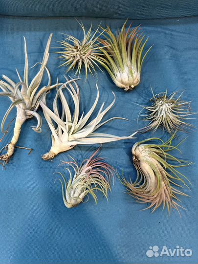 Тилландсия атмосферная