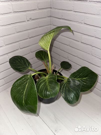 Монстера манки